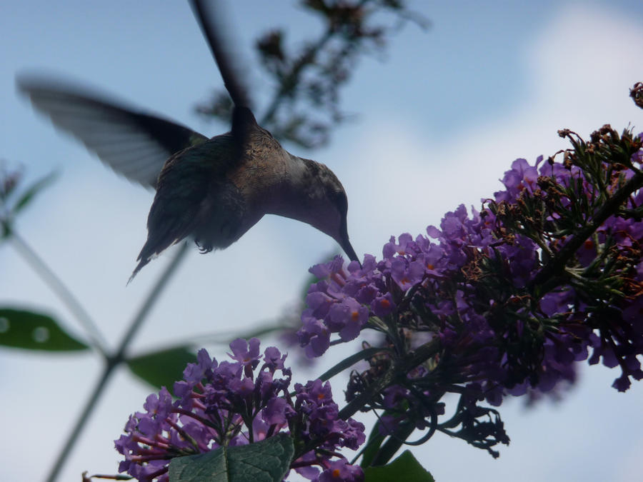 Ruby-throated Hummingbird