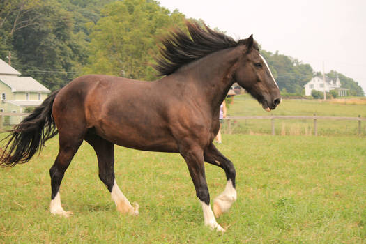 Horse 38