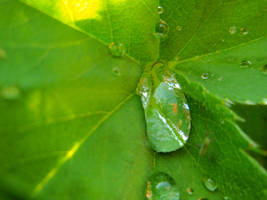 a tear on a leaf