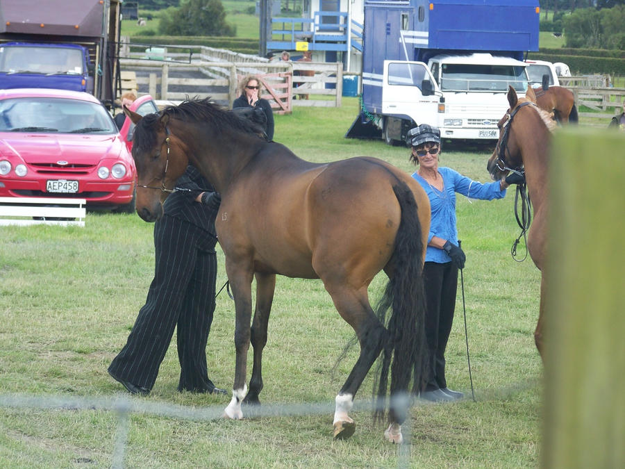 All Breeds Show 15