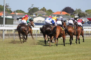 Horse 70