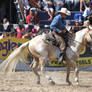 Taupo Rodeo 13