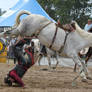 Taupo Rodeo 114