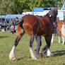 Clydesdale 14
