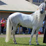 Andalusian 1
