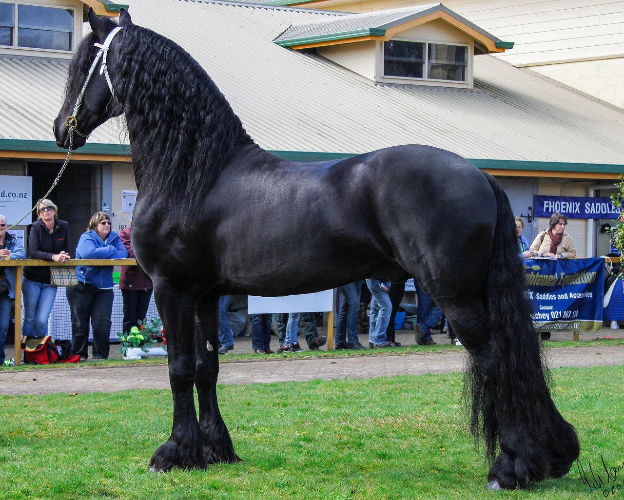 Friesian 2