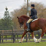 Welsh Cob Dressage