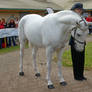 Gray Tobiano Stallion