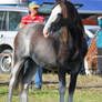 Clydesdale tack removed