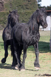 Friesians-184