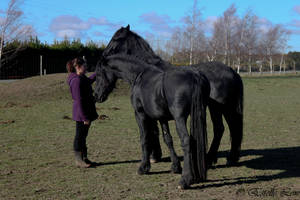 Friesians-15