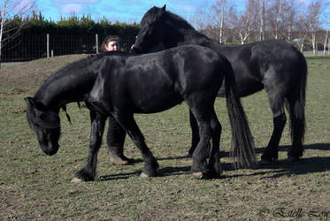 Friesians-19