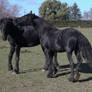 Friesians-40