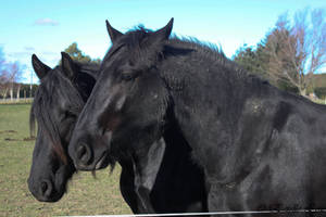 Friesians-38