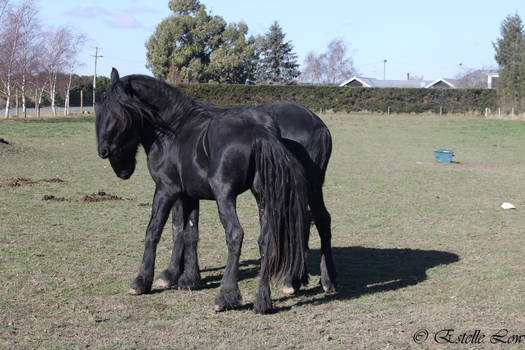 Friesians-41