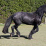 Friesians-83