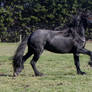 Friesians-88