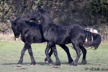 Friesians-130