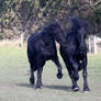 Friesians-135