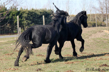 Friesians-168