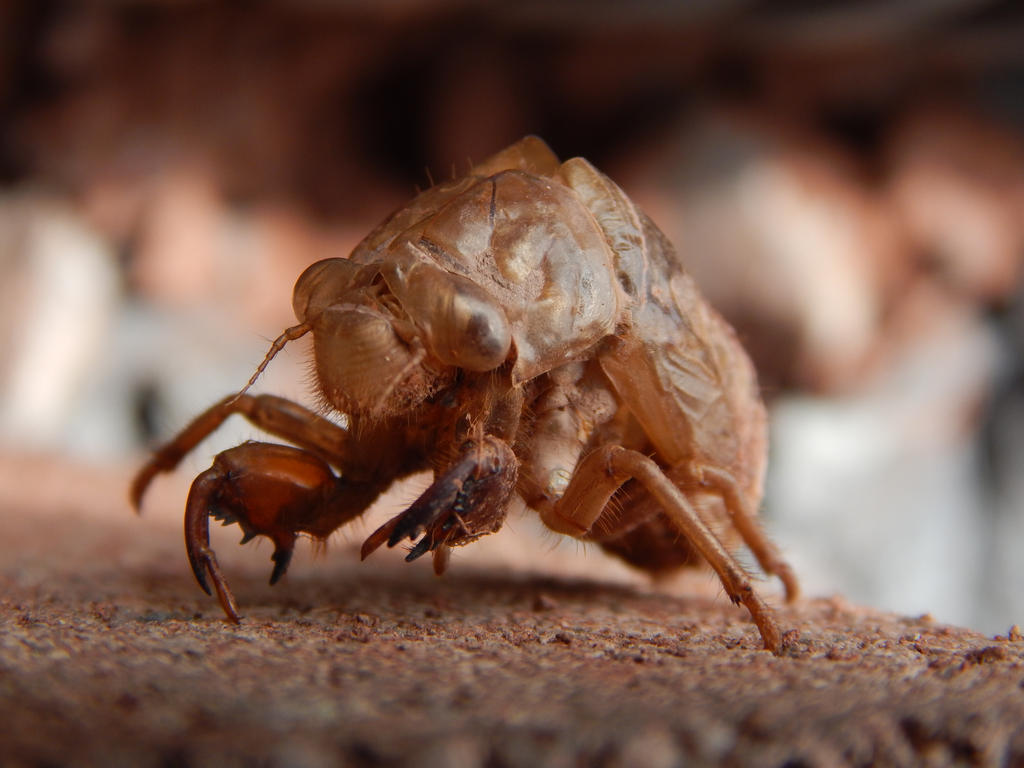 Cicidia Shell Cicada Shell by nicktonyous on DeviantArt