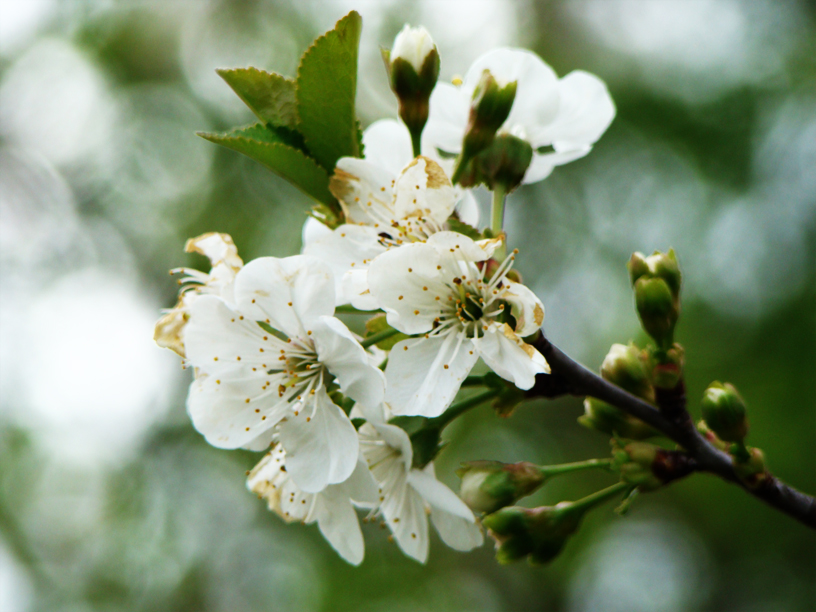 Cherry Blossoms 2