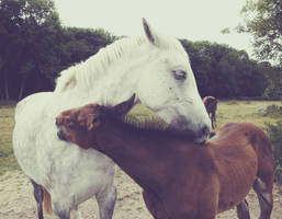 Foal