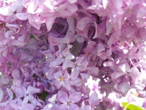 Lilac Wall