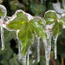 Frozen Ivy