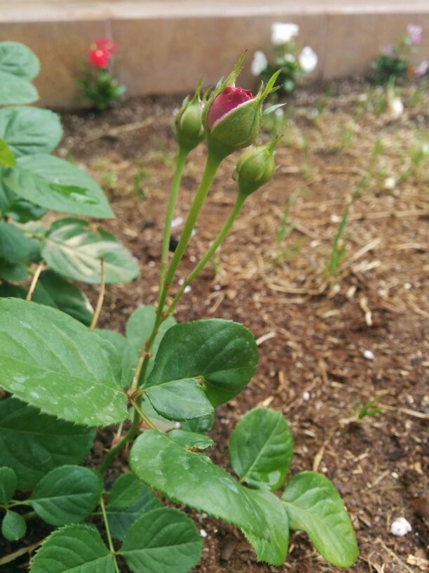 Flores creciendo