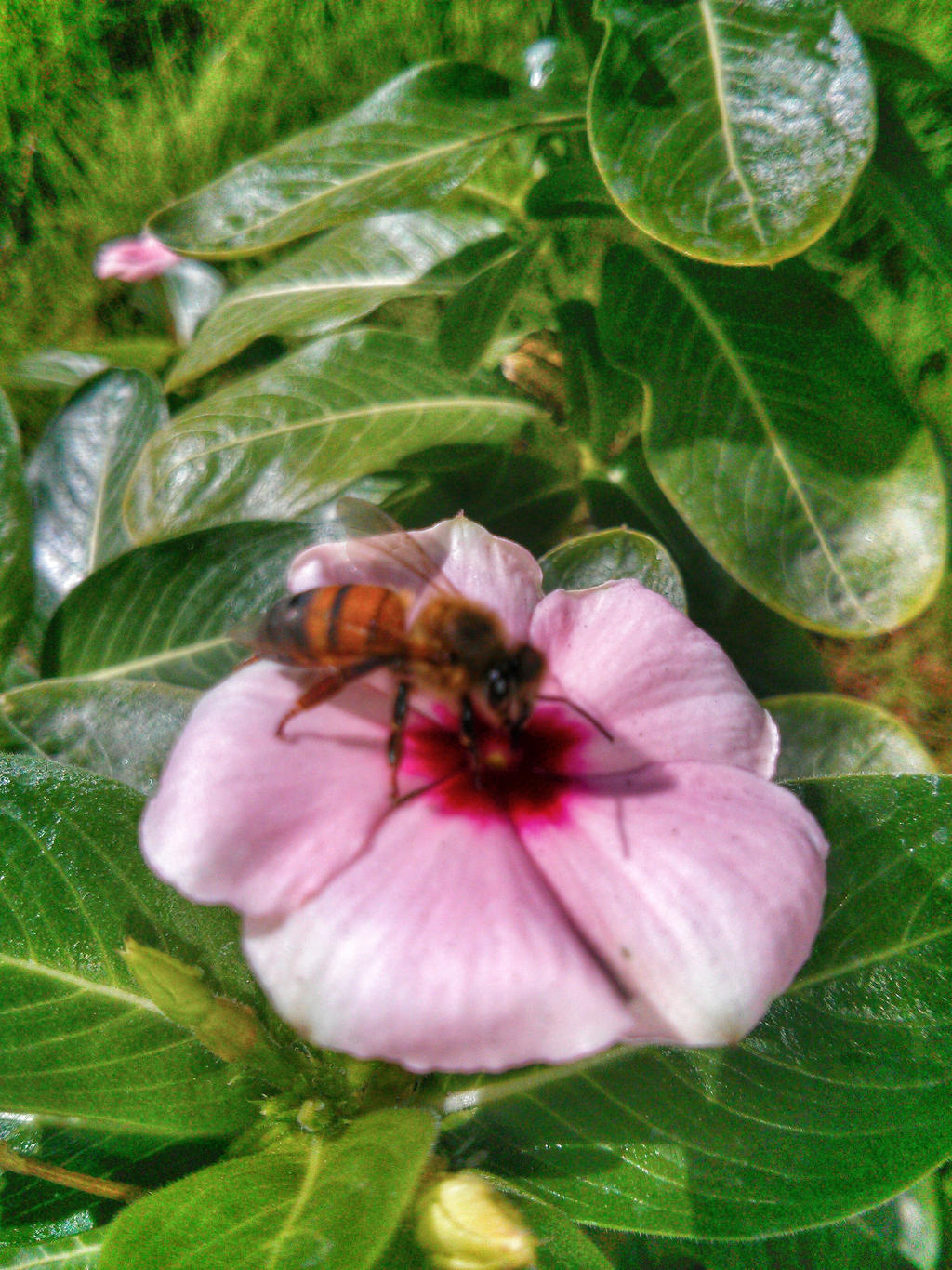 Abeja sobre flor