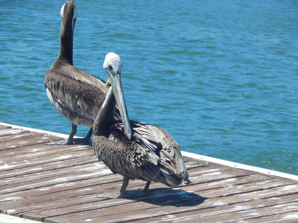 Pelicanos