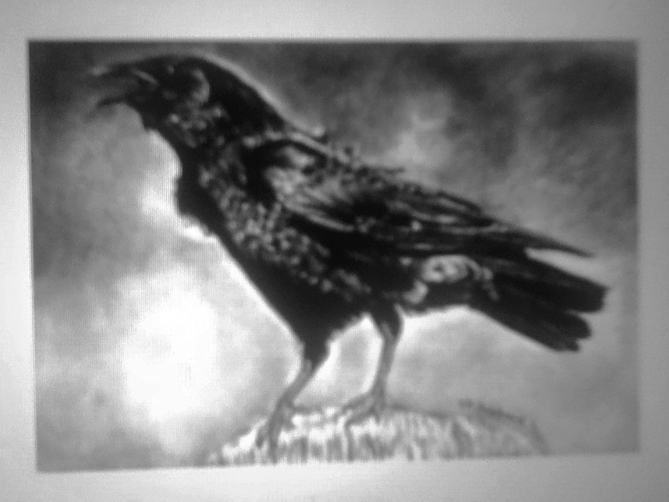 Crow Sketch