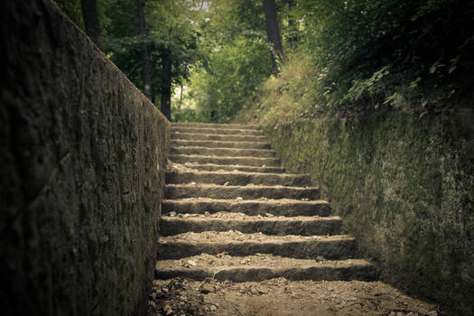 Steps into the forest