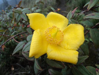 yellow flower on the mountain