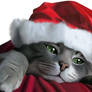 Cat in a Santa Hat