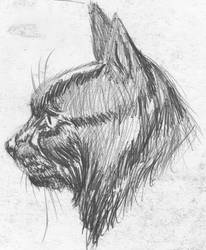 Cat Sketch