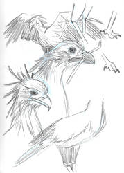 October Sketch Day 27: Bird