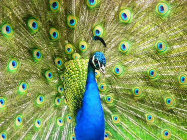 Peacock