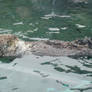 Sea Otter snooze