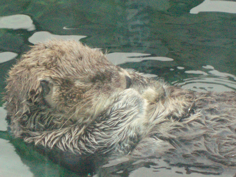 Snoozing Sea Otter