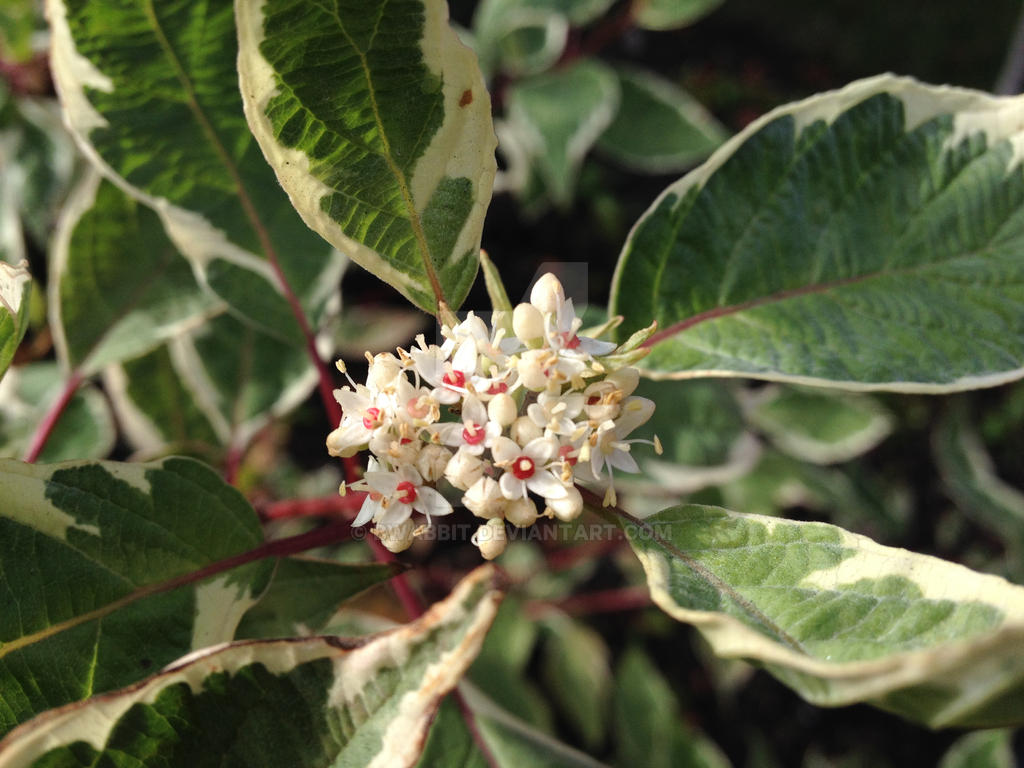 Cornus alba 'Elegantissima'