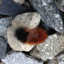 Wooly Bear Catapiler