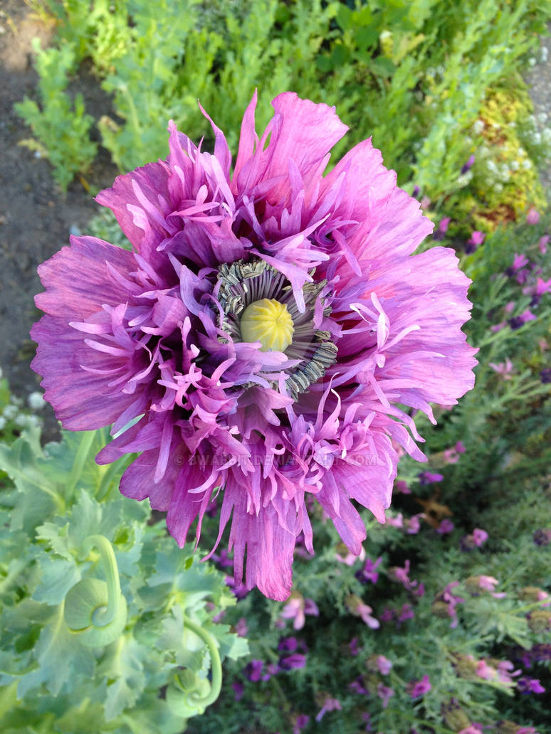Small Ruffled Poppy Ruffle Poppy by Bwabbit on DeviantArt