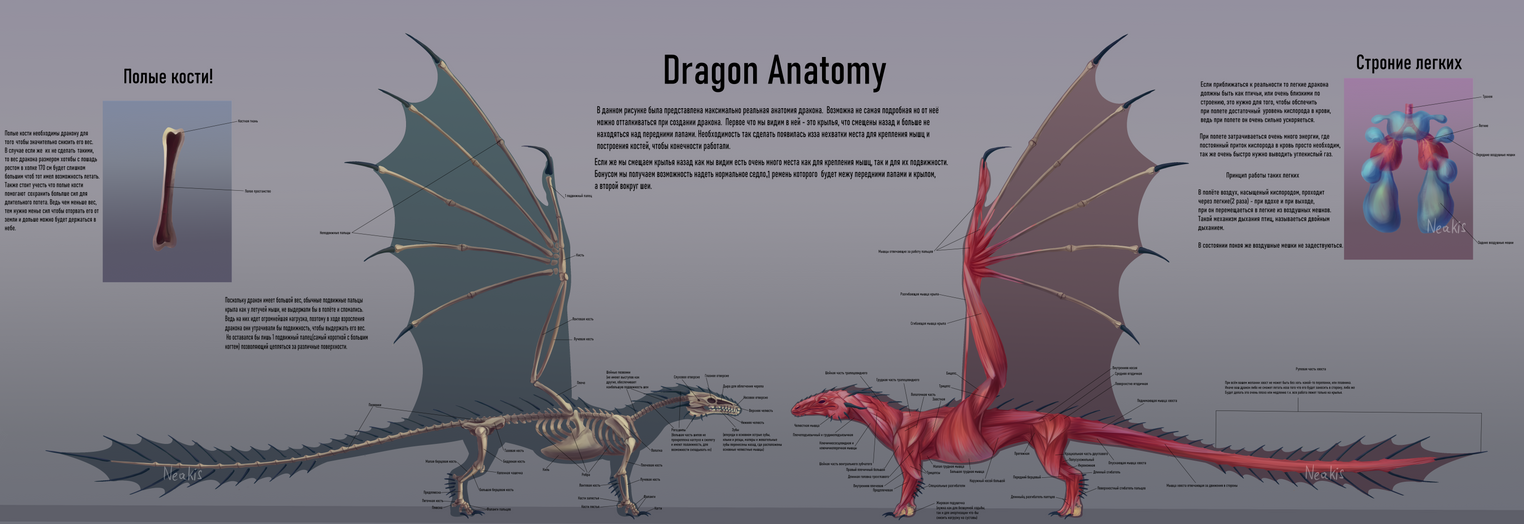 Dragon Anatomy By NeakisSilver On DeviantArt dragon-anatomy-by-neakissilver-on-deviantart