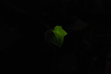 Black leaf