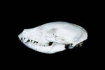 Ring-tailed Coati Skull