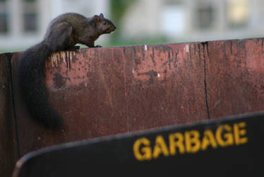 Squirrels are not garbage