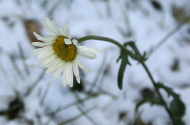 Snow Daisy