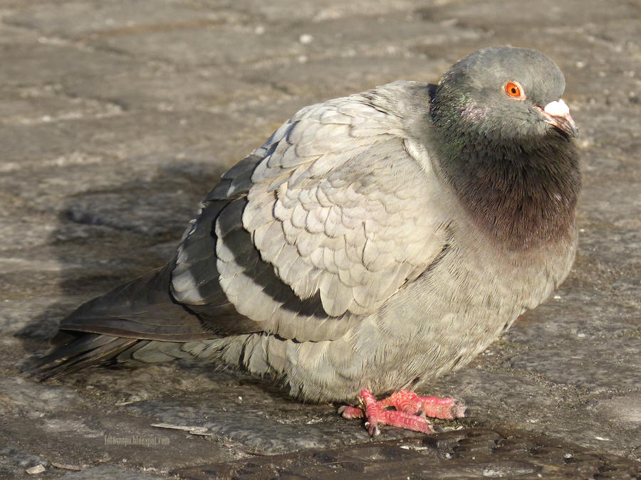 Pigeon